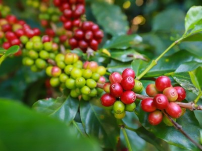 Thị trường xuất khẩu cà phê tại Việt Nam