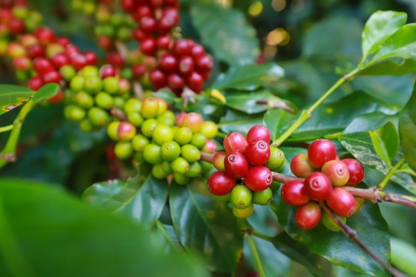 Thị trường xuất khẩu cà phê tại Việt Nam